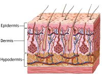 Side effects of StriVectin SD vary according to teh unique nature of an individual's skin.